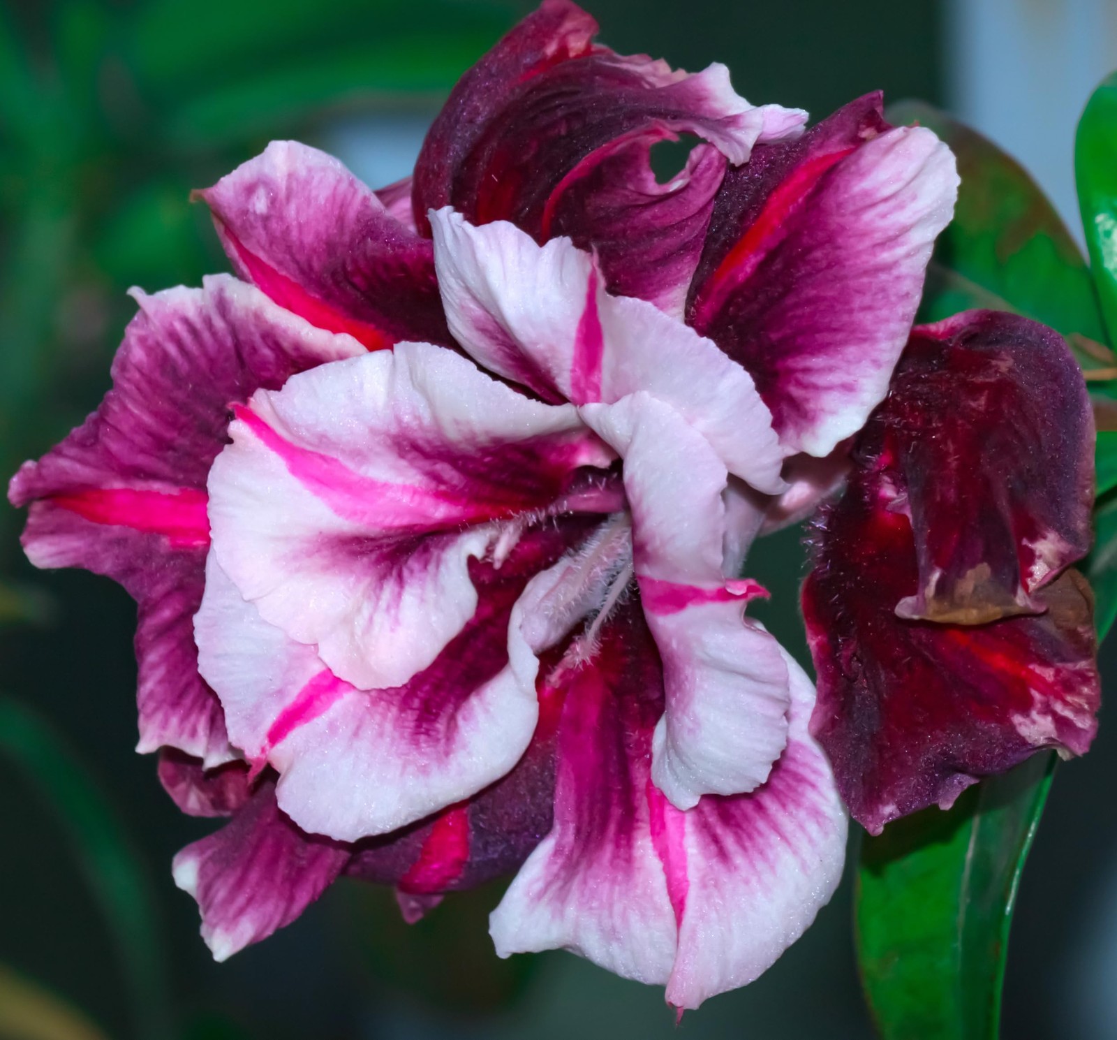 100 Desert Rose Seeds for Planting Mixed Color Ready to Grow Adenium Obesum S…