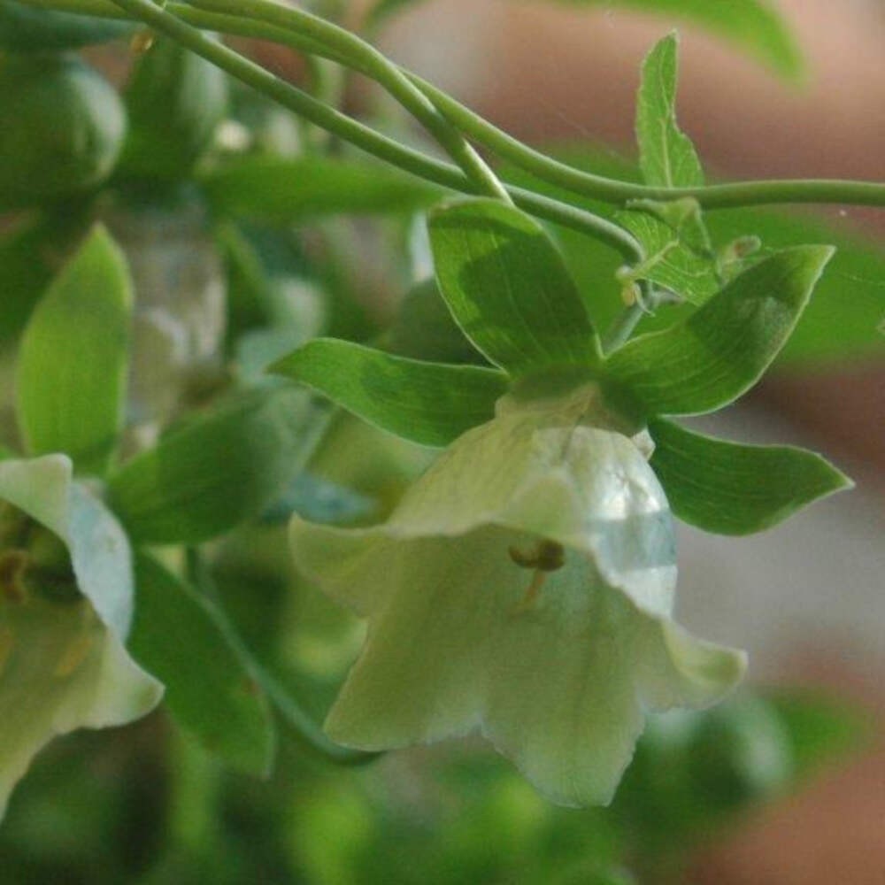Codonopsis Seeds (Codonopsis pilosula) ~Traditional Herb Perennial Garden