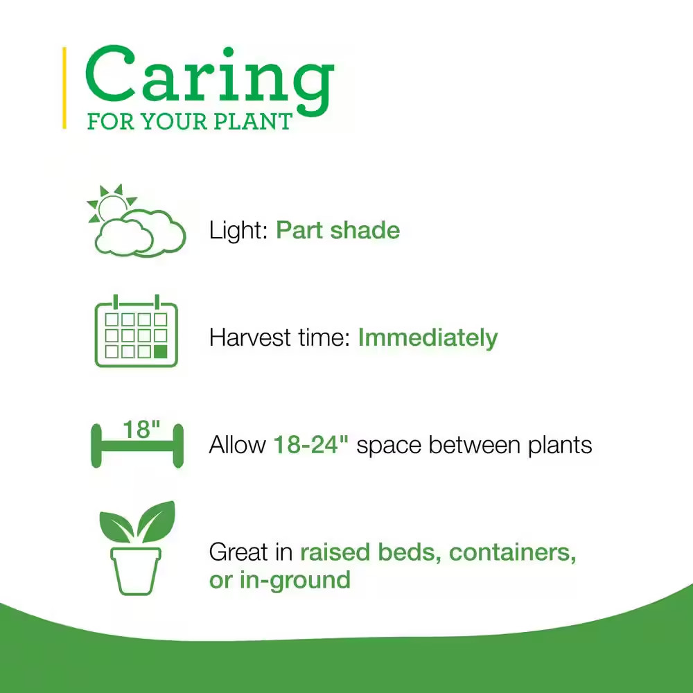 19 Oz. Peppermint Herb Plant (2-Pack)