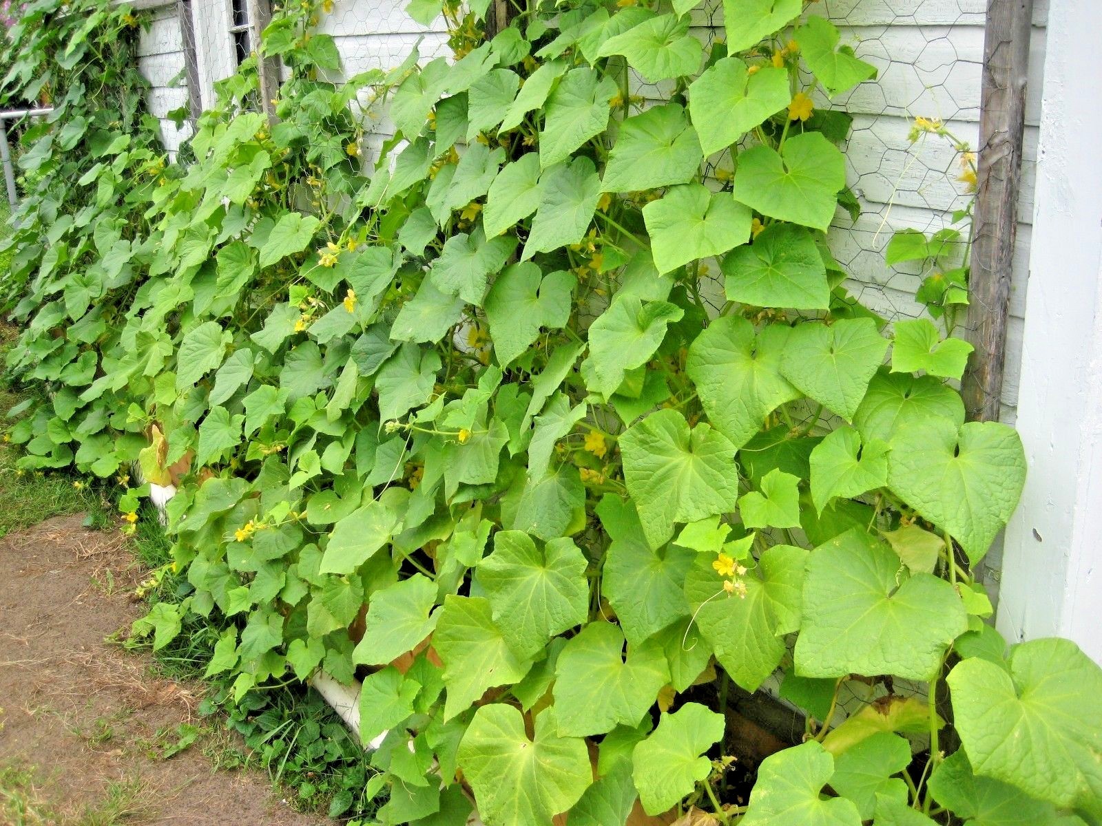 30+Muncher CUCUMBER Seeds Organic Summer Vegetable Garden Patio Container Easy