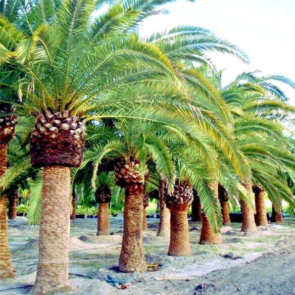 10 CANARY ISLAND DATE PALM Tree Seeds (Phoenix Canariensis) Hardy Fruit Plant