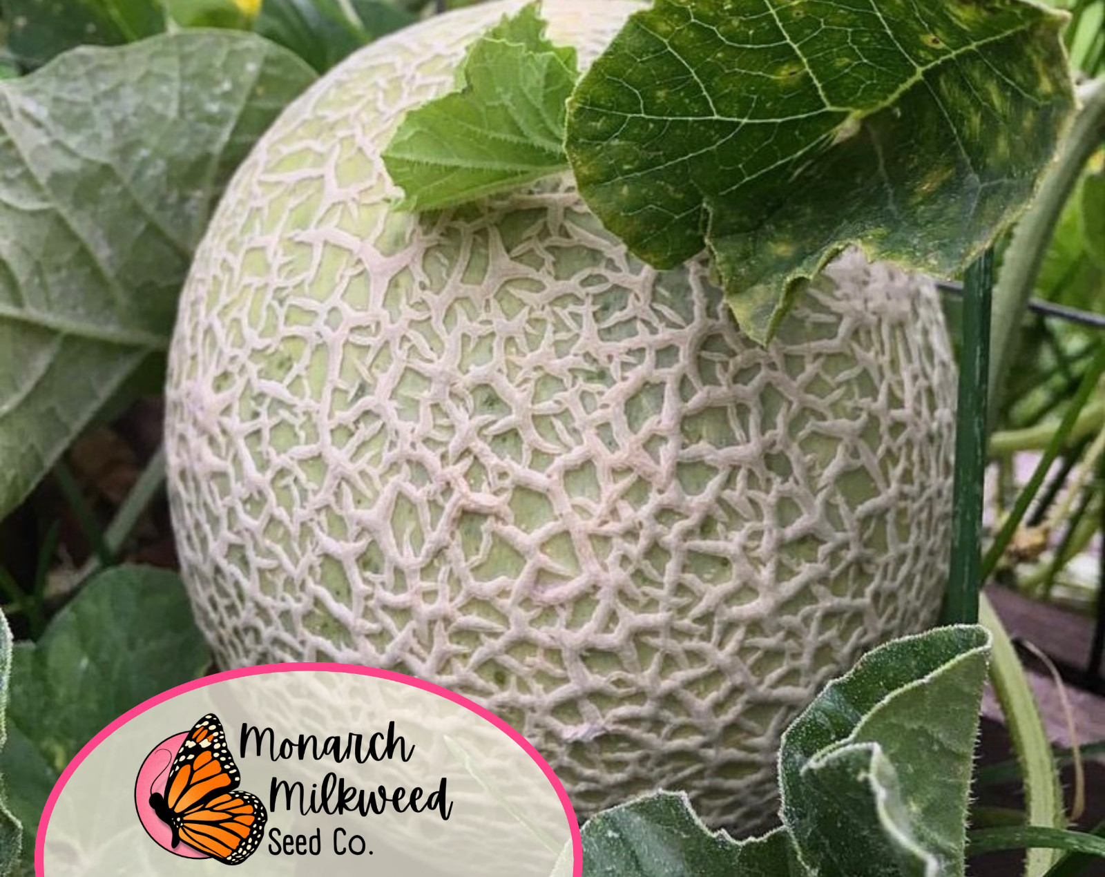 230+ Cantaloupe Seeds ‘Hales Best Jumbo’ | Heirloom Fruit Seed for Gardening