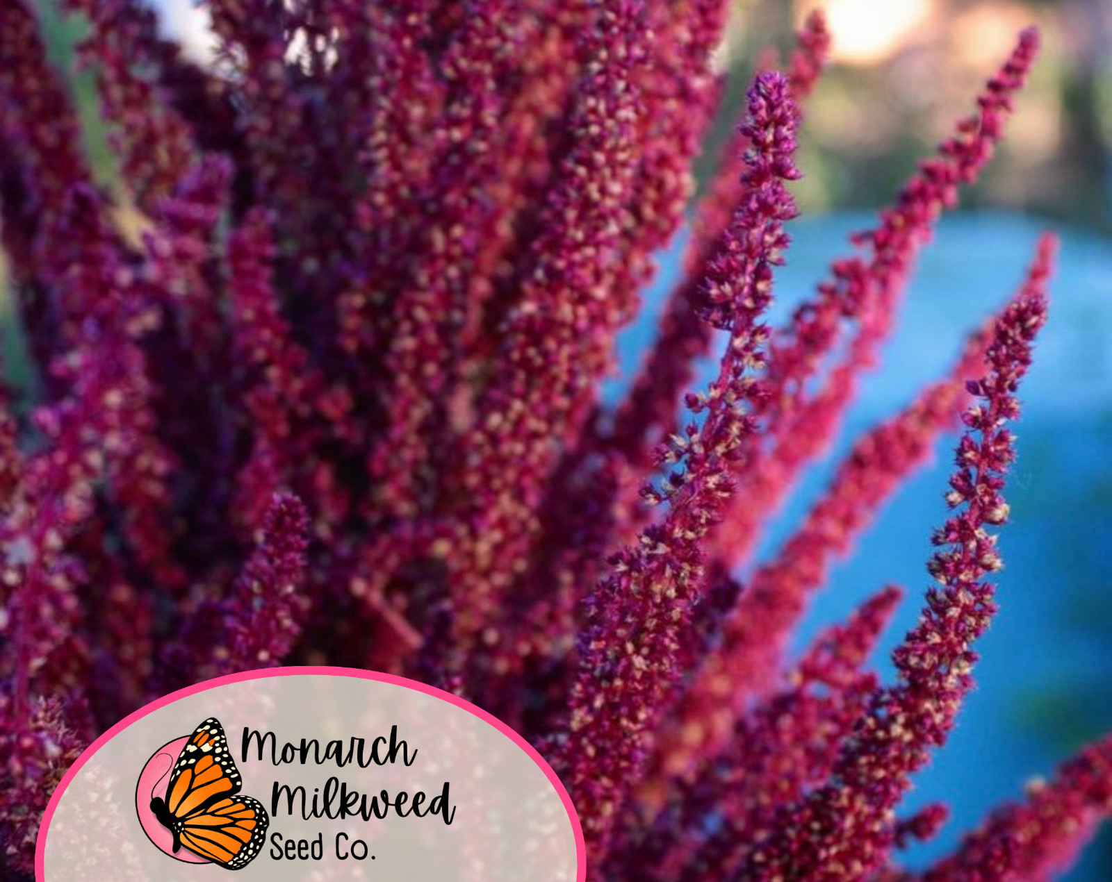 5000+ Amaranth Seeds ‘Red Garnet’ | Heirloom, Non-GMO, Vegetable Gardening Seeds