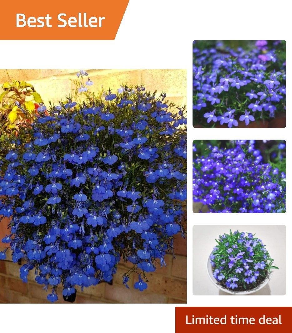 1000 Blue Creeping Thyme Seeds – Ideal Non-GMO Ground Cover for Easy Gardening