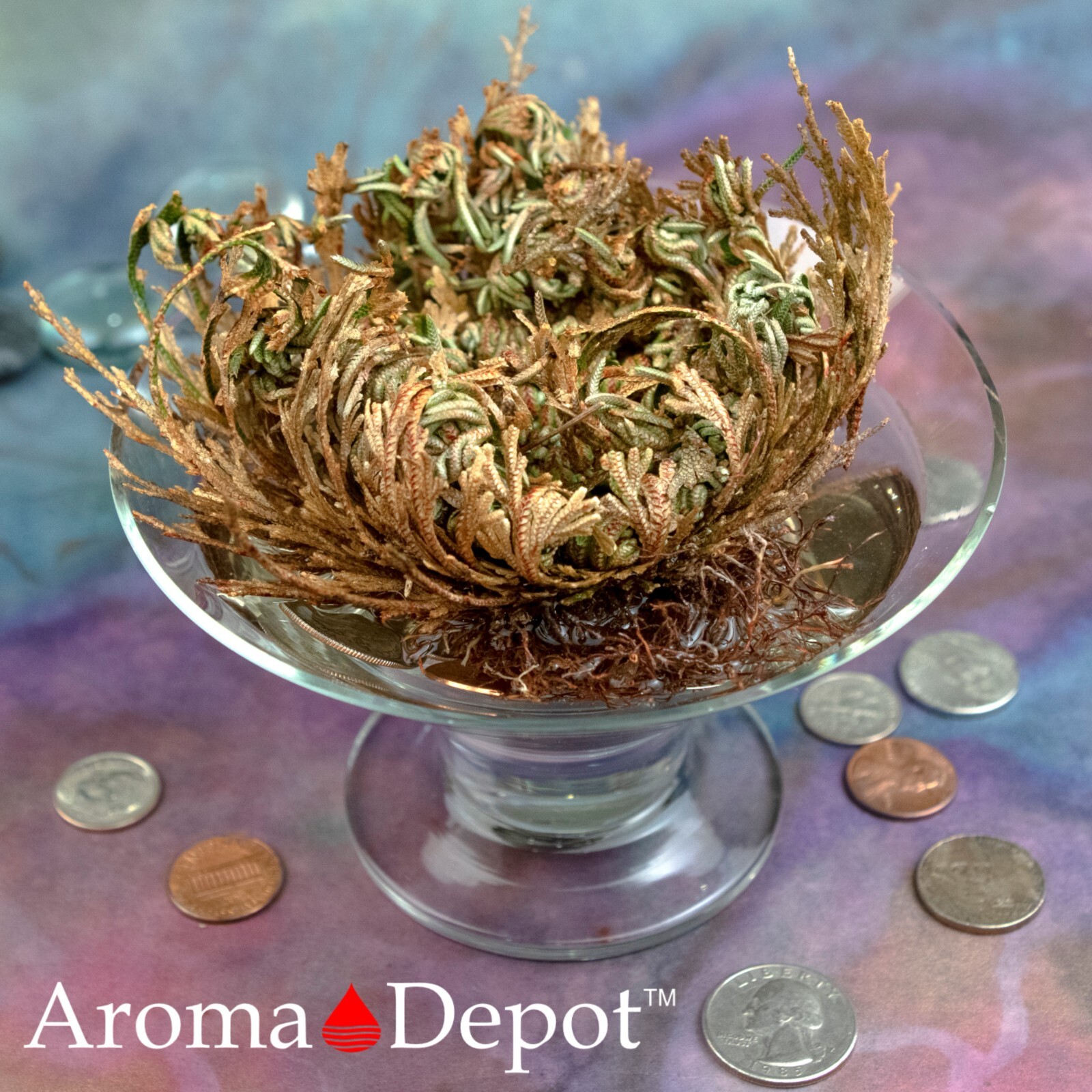 Rose of Jericho Flower Resurrection Rose Flor de Peña Selaginella Lepidoph Plant