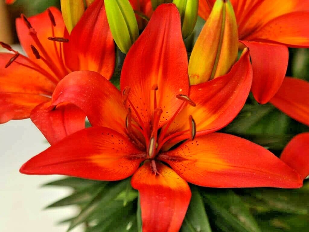 15 MATRIX ASIATIC LILY SEEDS – Lilium Matrix