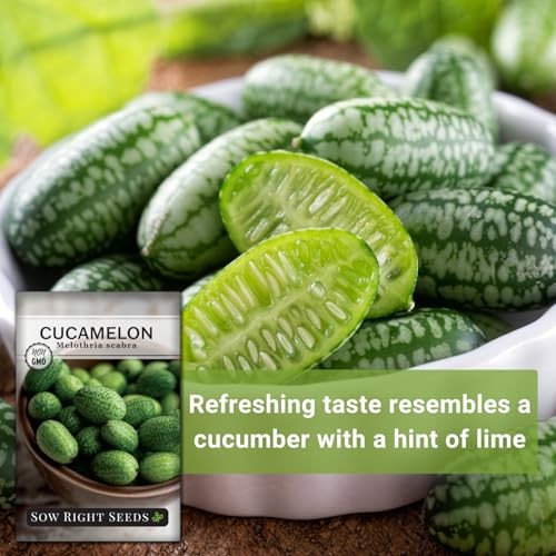 – Cucamelon Seeds for Planting – Non-GMO Heirloom Packet with Instructions 2
