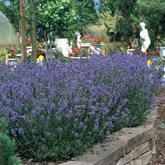 True LAVENDER English Fragrant Flowers Perennial Medicinal USA Non-GMO 200 Seeds