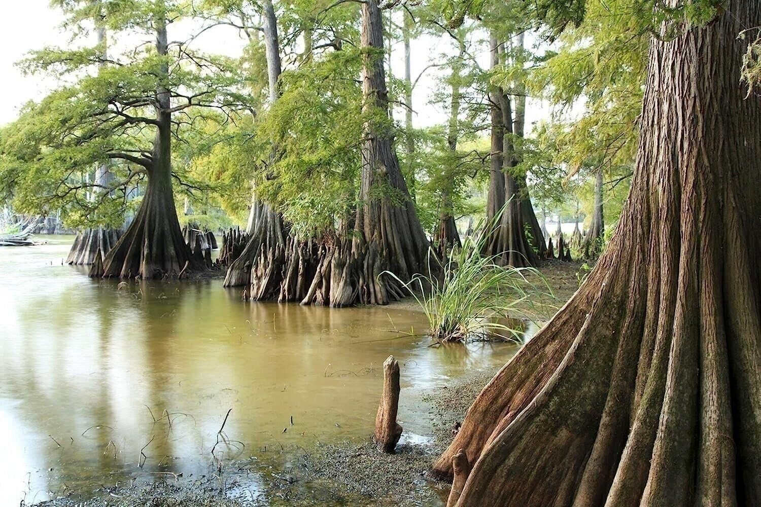 Bald Cypress | 2 Inch | Taxodium distichum | Deciduous Conifer Plant