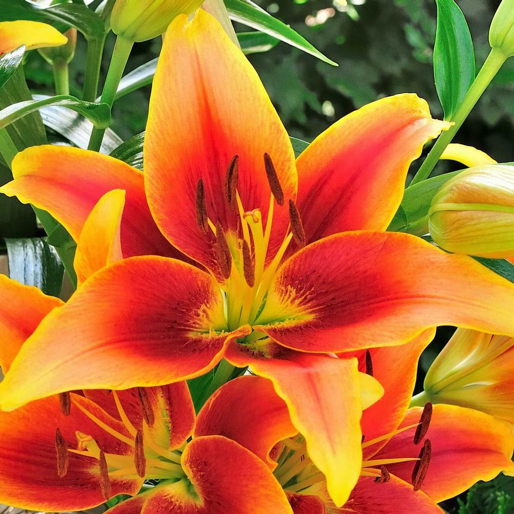 (3) Attractive Deep Red Lily Beautiful New Flower Bulbs, Perennial Check Store