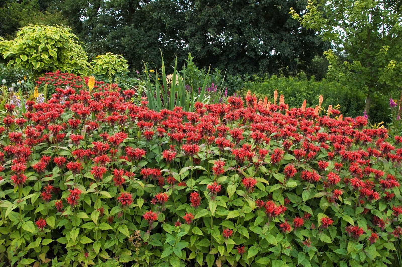 10 Panorama RED BEE BALM / MONARDA DIDYMA Oswego Tea Flower Seeds *Flat S/H