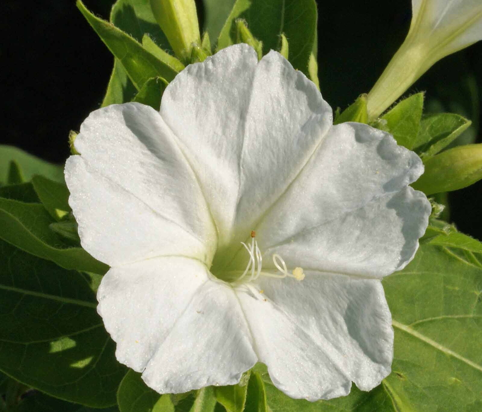 100 White Four O’Clock Flower Seeds Mirabilis jalapa