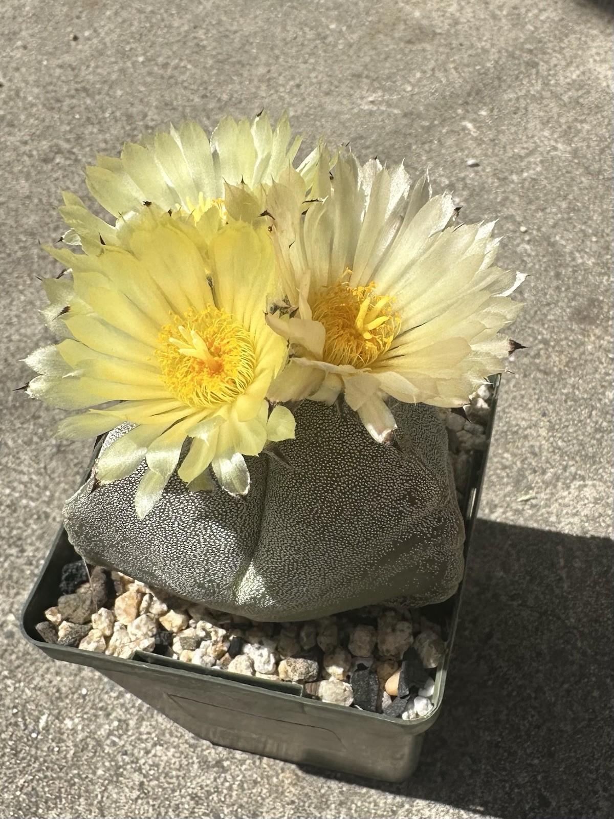 25 Seeds Astrophytum Myriostigma Tricostatum Cactus Seeds 2025