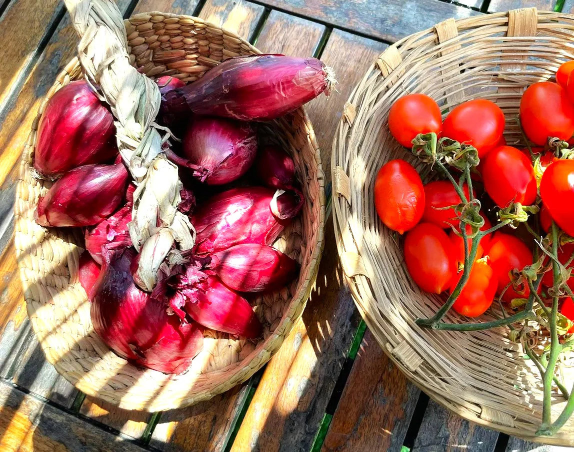 Red Tropea Onion Seeds | Italian Rossa Di Cipolle Torpedo Long Onions Seed 2025