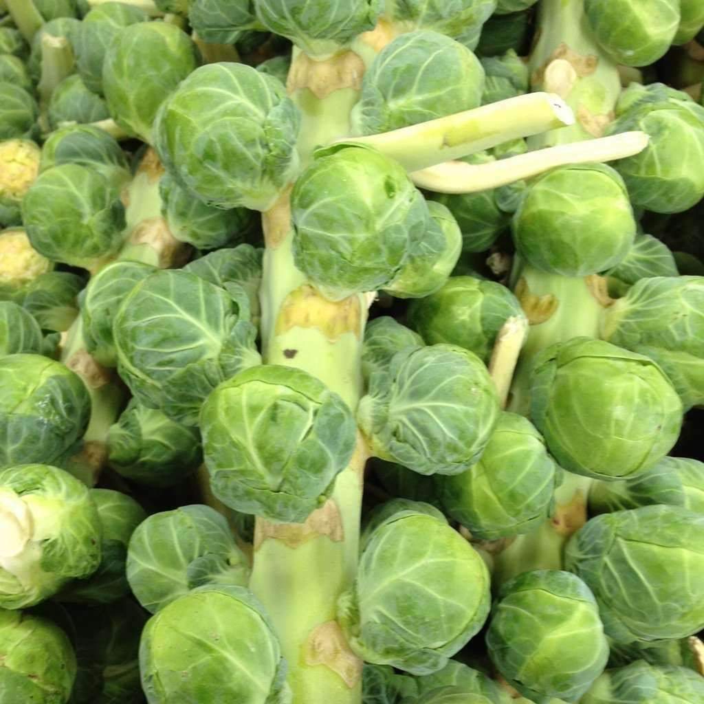 Brussel Sprouts Catskill Seeds 300+ Vegetable NON-GMO HEIRLOOM USA FREE SHIPPING