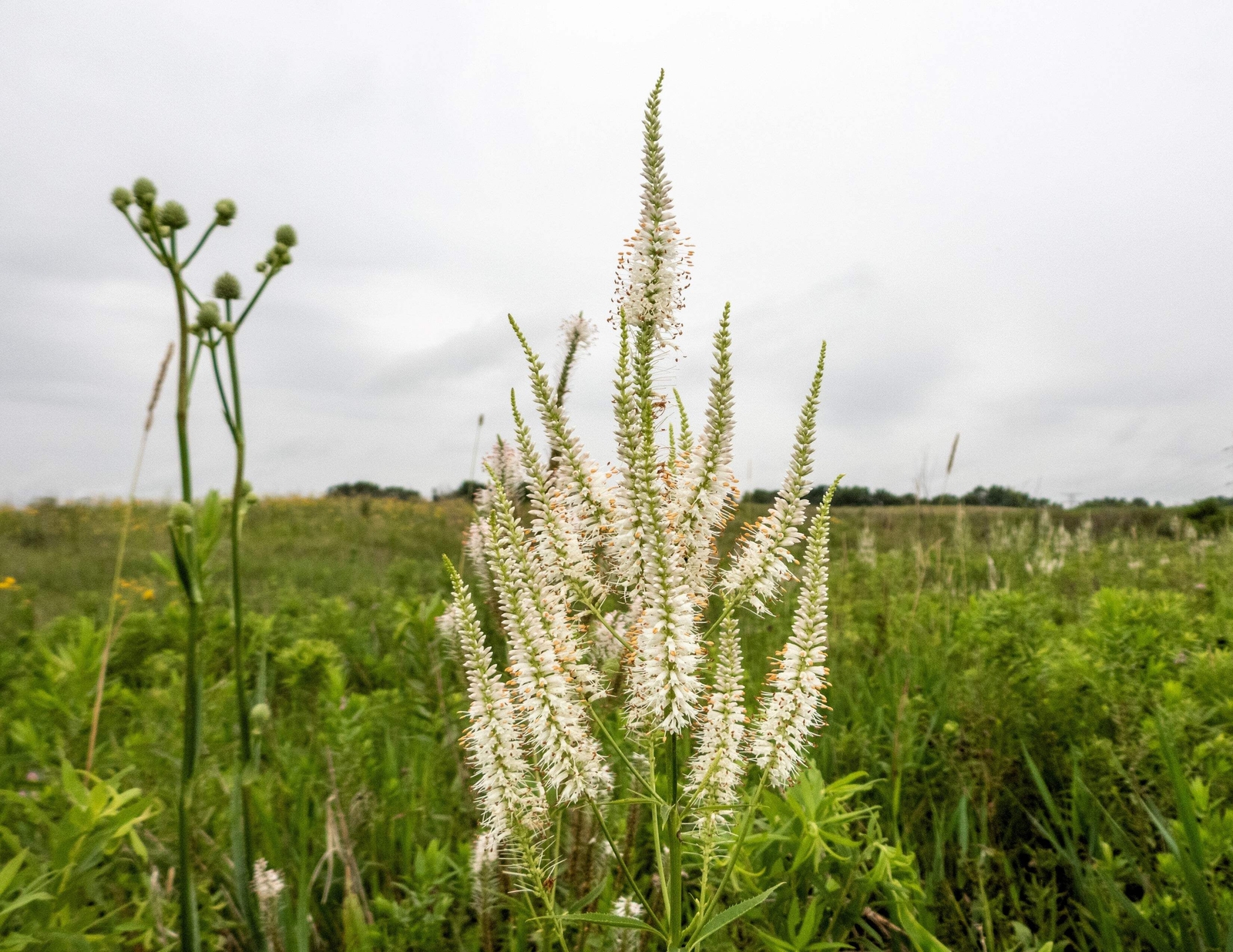 1000 CULVERS ROOT (Black Root) Veronicastrum Virginicum Flower Seeds