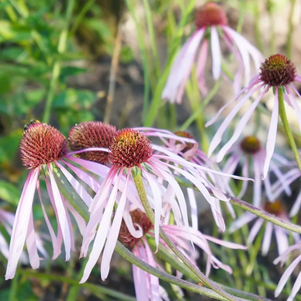 Pale Purple Coneflower Seeds 50+ Echinacea Pallida USA FREE S&H PERENNIAL