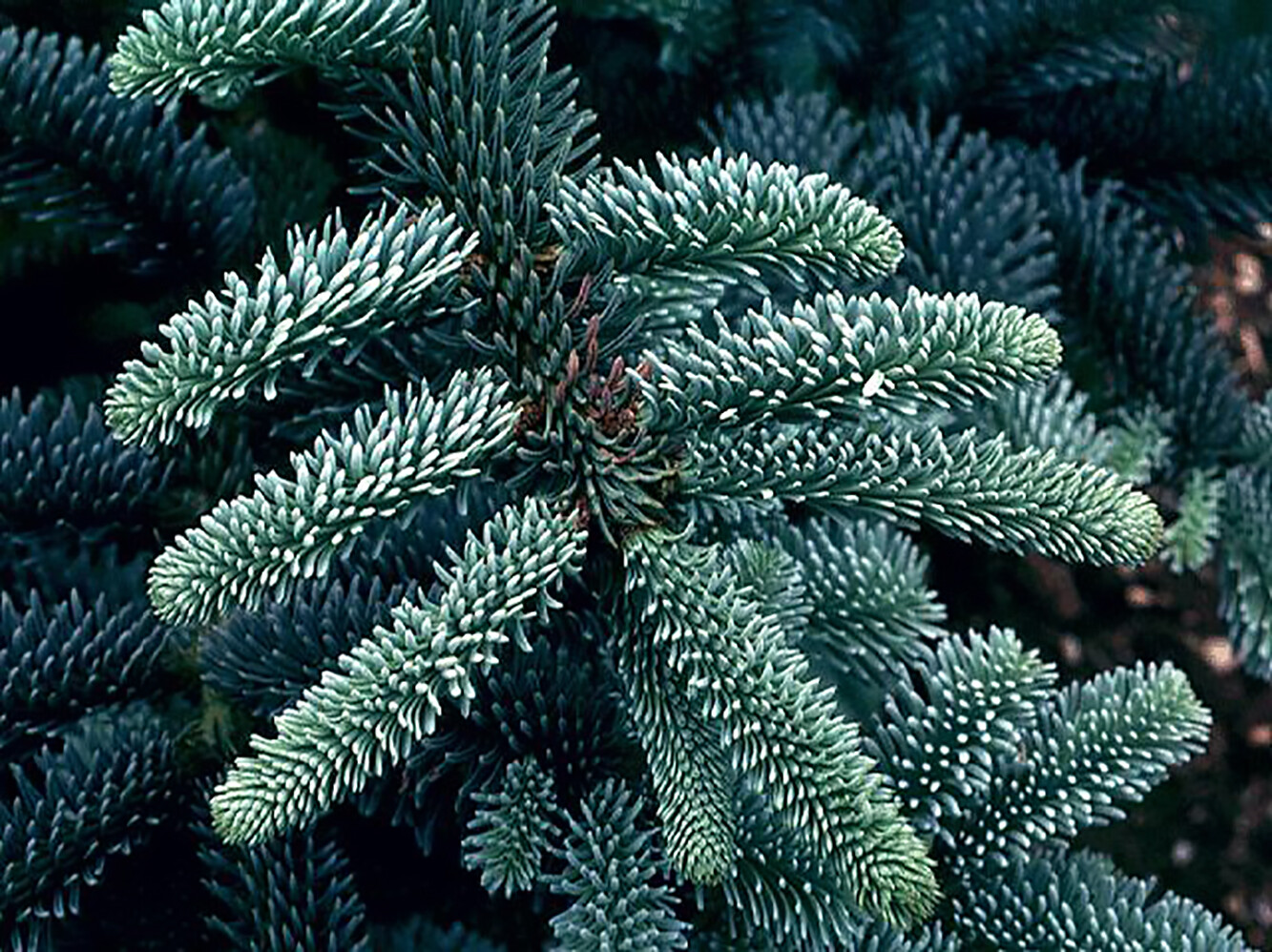 Blue Noble Fir, Abies procera glauca, (Abies nobilis), Tree Seeds (Evergreen)