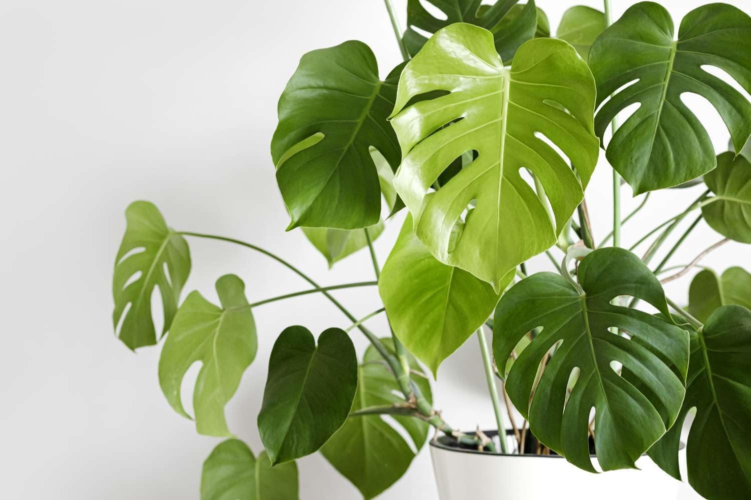 70pcs Variegated Monstera Seeds – Green & White Tropical Foliage Plant Seeds …