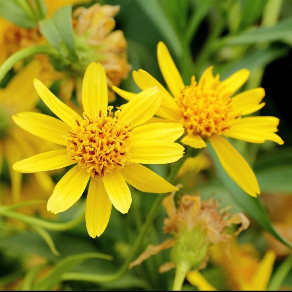 Meadow Arnica Seeds (Arnica chamissonis) ~Traditional Herb Native Pollinator