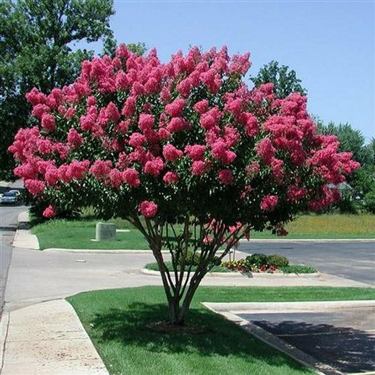 100 Crape Myrtle, Lagerstroemia indica, Tree Seeds (Fast, Showy, Fall Color)