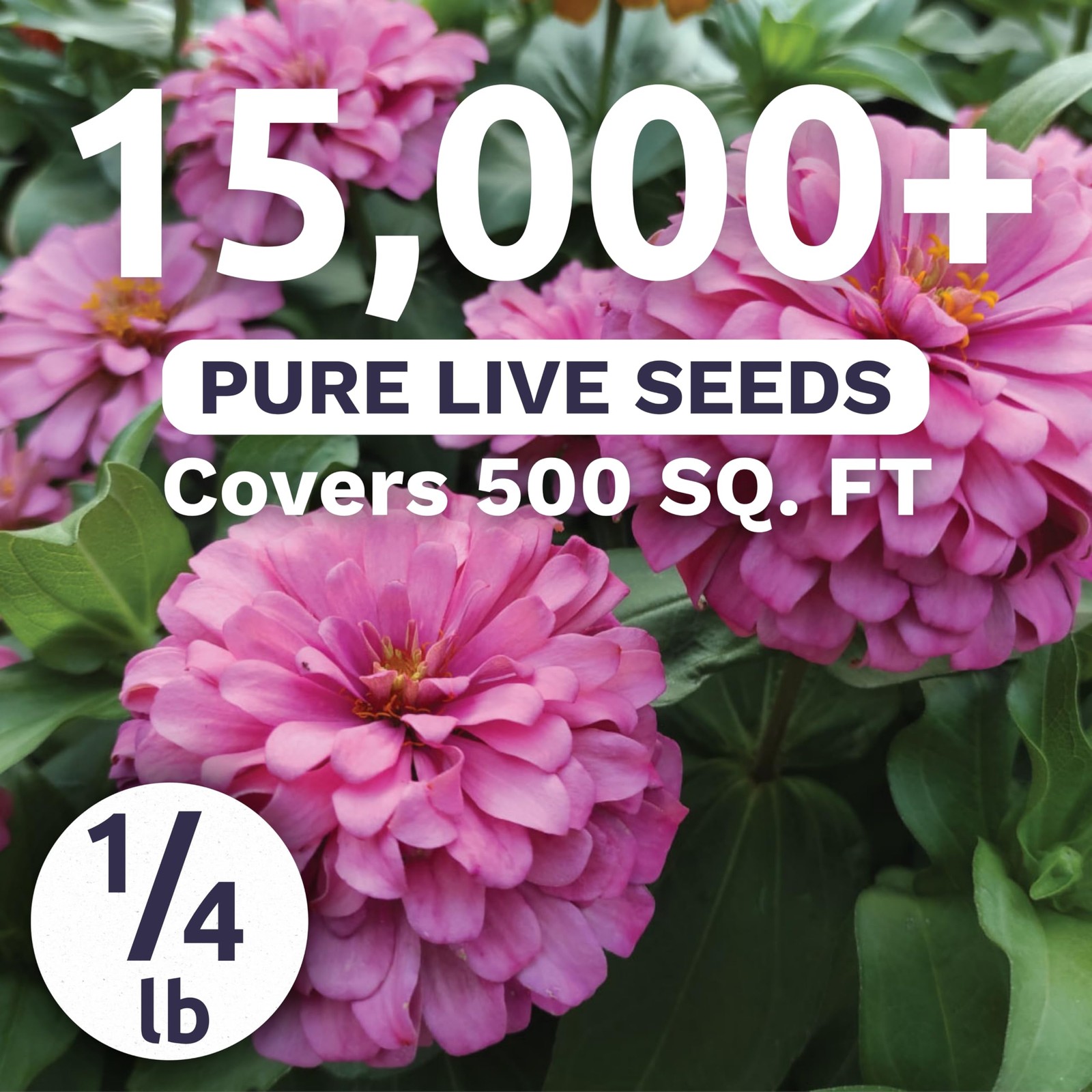 Zinnia Luminosa – Bulk 1/4 Pound Pouch – 15,000 Bag (15,000 Seeds)