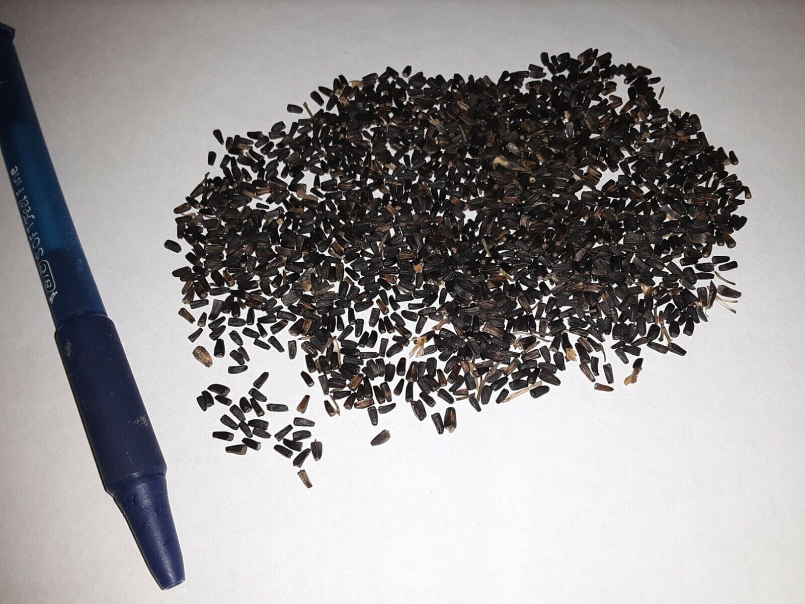 40 Heliopsis GoldenSun Yellow Sunflower Perennial Seeds~Brooklyn Botanical Club
