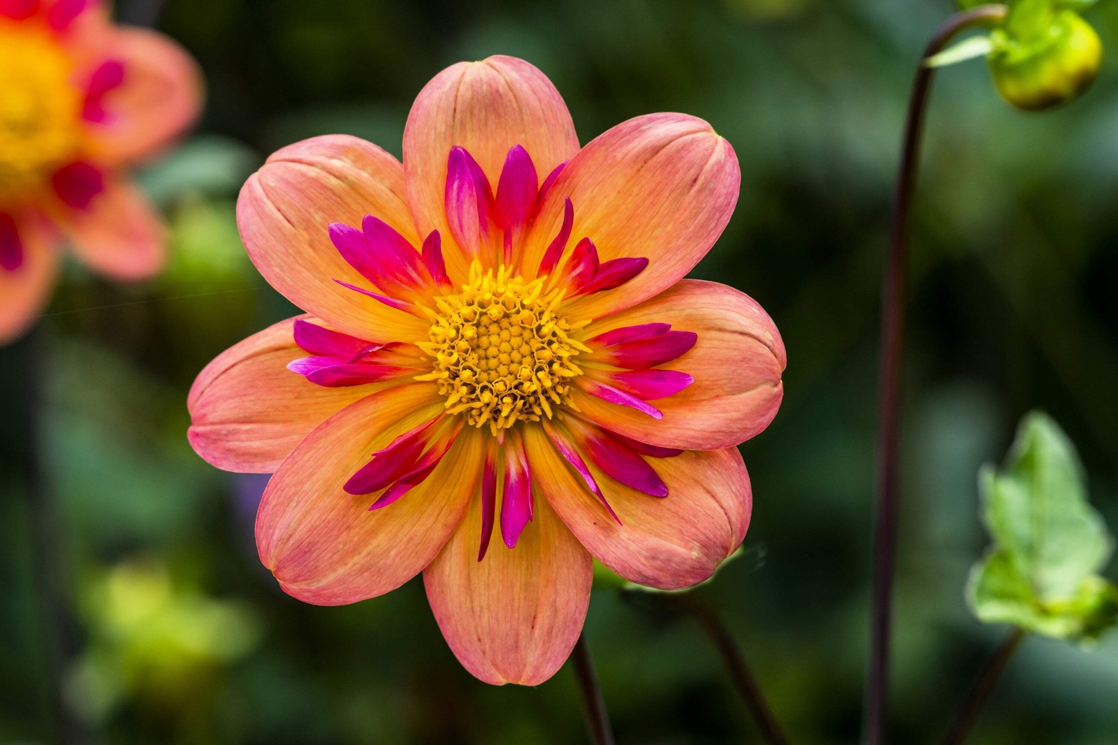 50 MIXED COLLARETTE DAHLIA Variabilis Two Tone Red Pink Yellow Flower Seeds