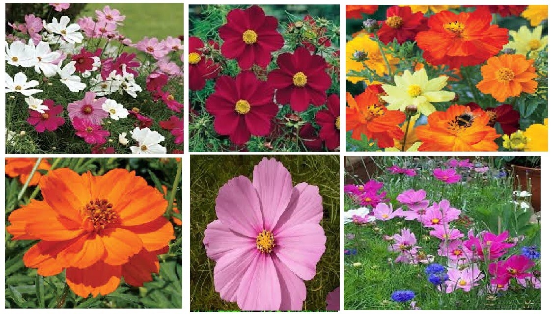 COSMOS Mixed Colors Red/Yellow/White/Pink/Orange Over 300 Seeds+ Homegrown USA