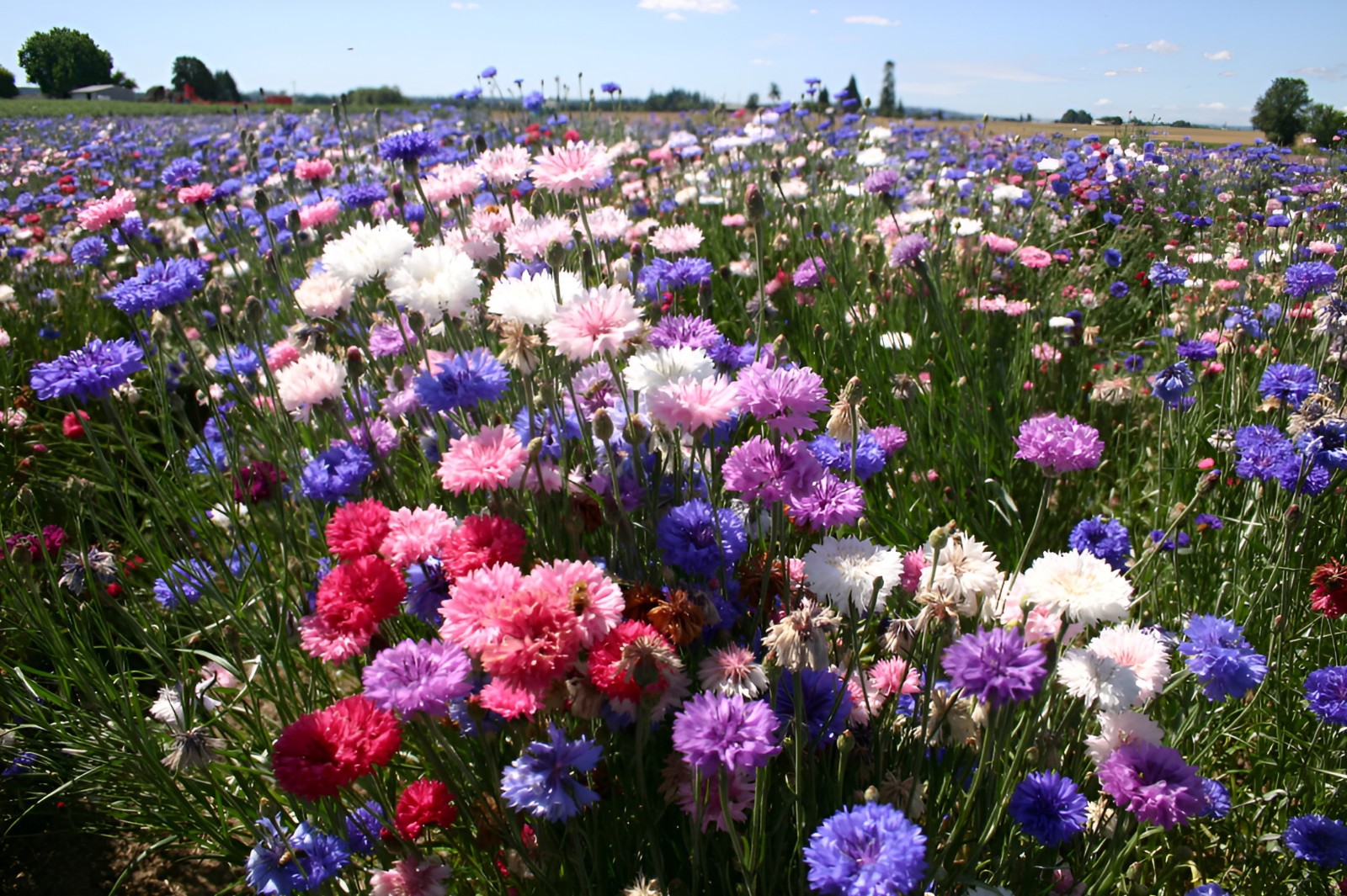625 Bachelor Button “Polka Dot Mix” Seeds – Colorful Annual WIldflower Mix