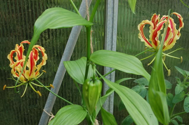 Gloriosa superba rothschildiana Glory Lily 10 seeds