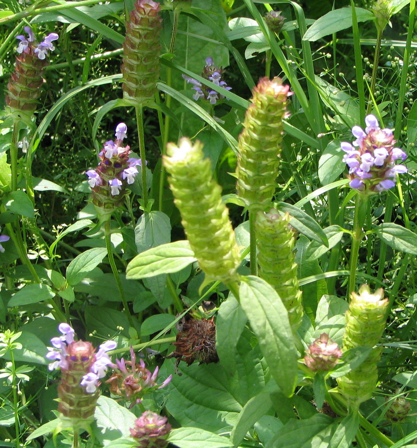 1000 Allheal Seeds – Prunella vulgaris – Medicinal Herb – Heal All