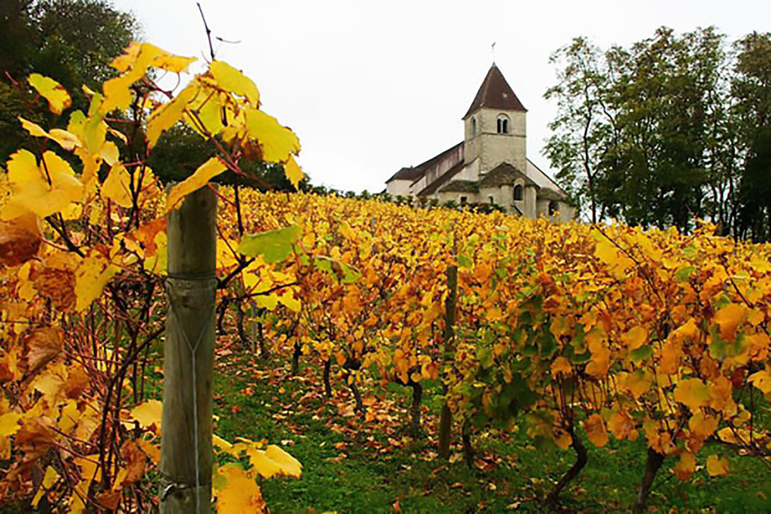 Wine Grape, Vitis vinifera, Vine Seeds