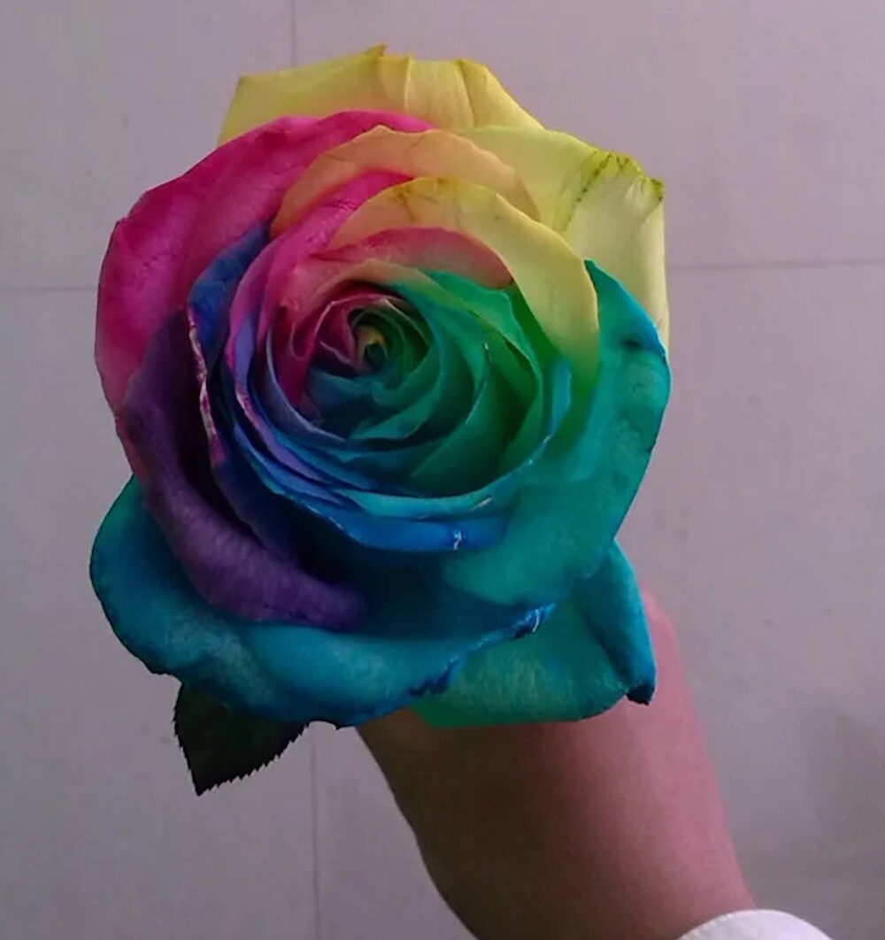 20 EXOTIC RARE RAINBOW ROSE SEEDS garden flower plant bush diy Rosas hybrid tea