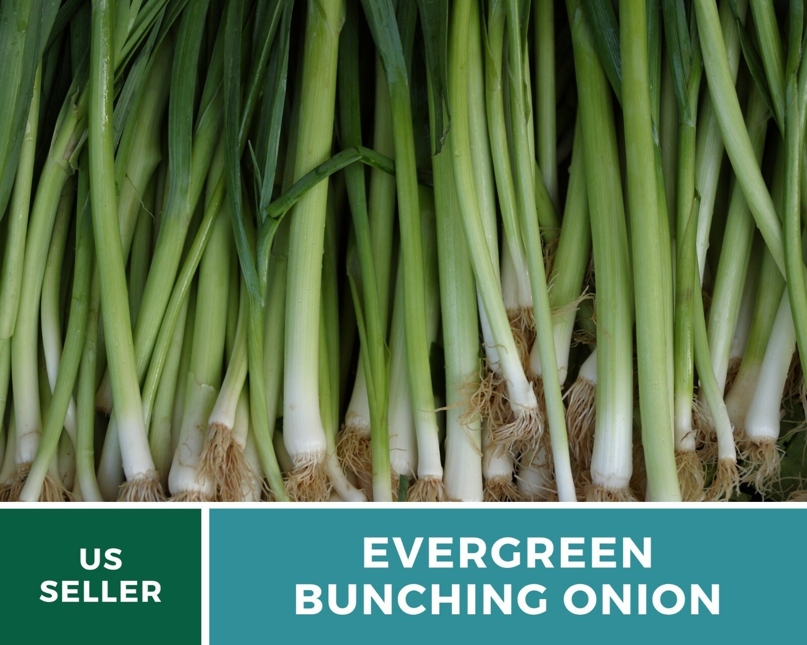 Onion, Evergreen Bunching Scallions – Heirloom Seeds – Heirloom – Non GMO