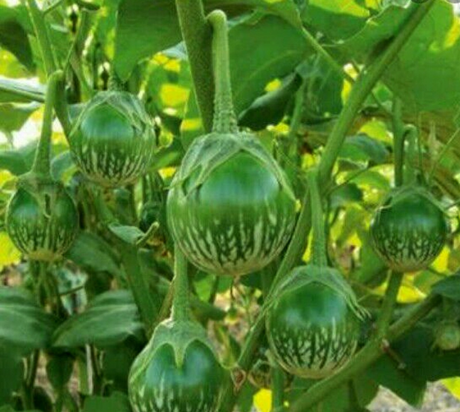 50+ SEEDS GREEN THAI EGGPLANT/SALAD, PETCH SIAM, HẠT CÀ DĨA VN, MATTI, GULLA-USA