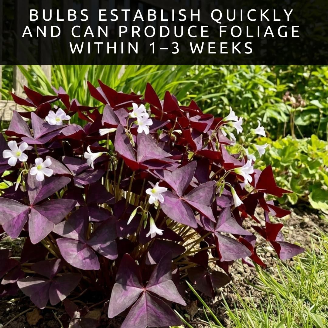 Oxalis Triangularis Bulbs Purple Shamrock False Shamrock Good Luck Plant