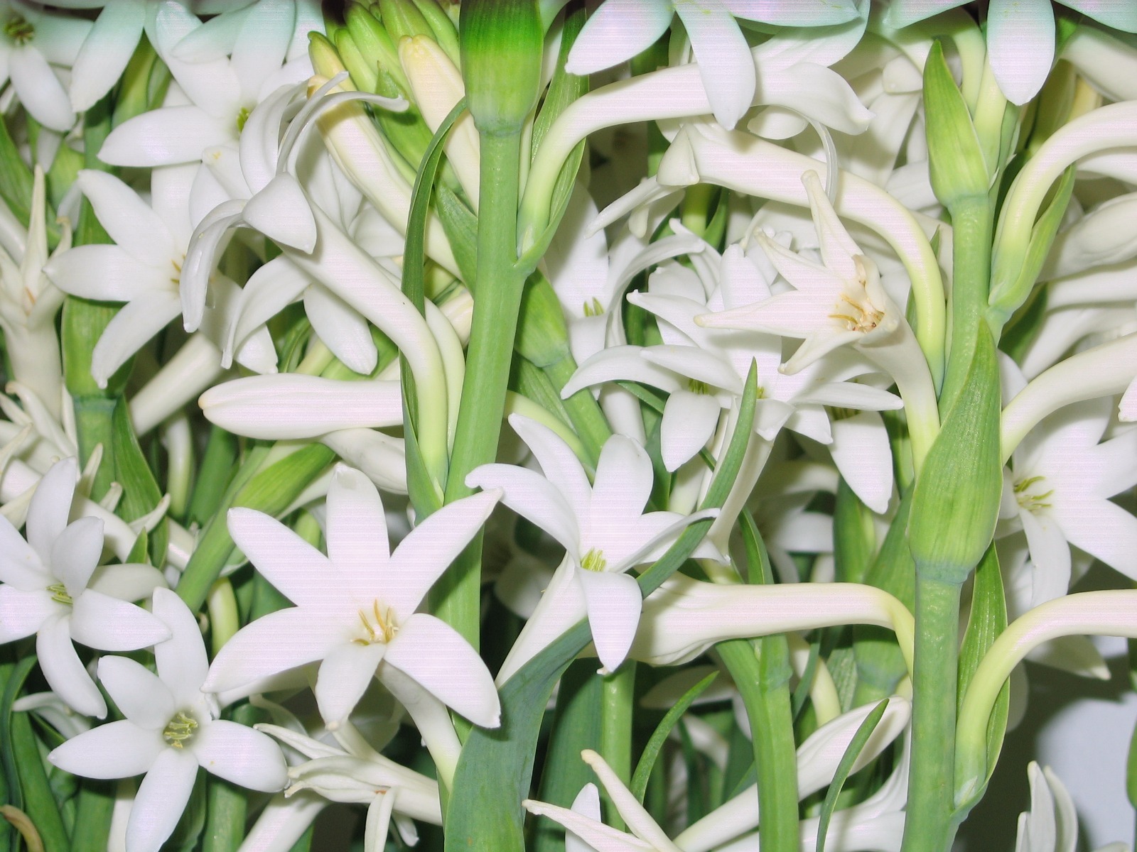 Tuberose large Bulbs single Mexican 3 bulbs FREGRANT – Polianthus
