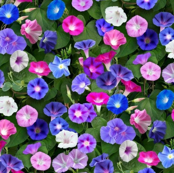 20 Morning GLORY Multi Color Flower Seeds Ascends up Trellis Fragrant Flower