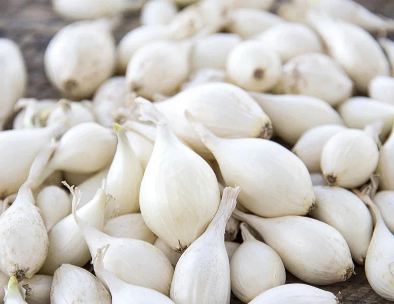 15 white ONION Bulbs Heirloom Garden ready to Plant Start Seed all seasons