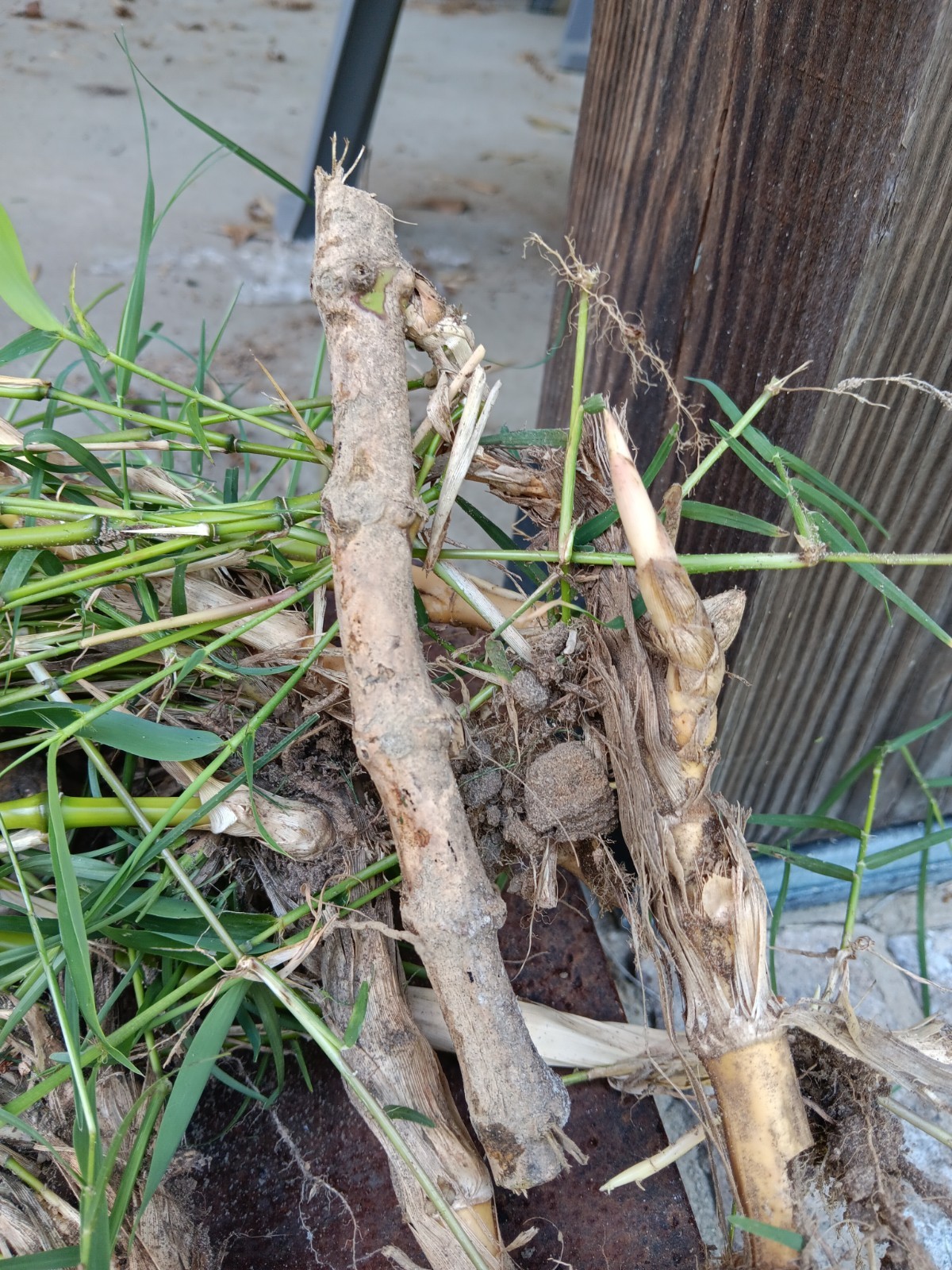 Bamboo Plants Live Starter Plant 10 Rizomes Organic Aurea Bamboo