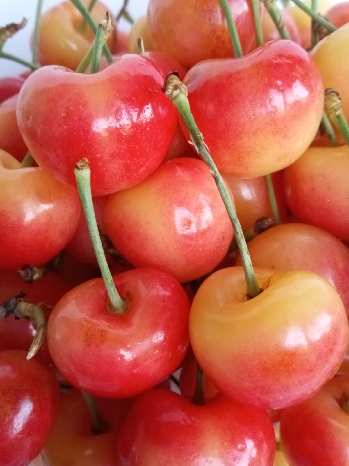 Sweet Organic Rainier Cherry – 5 Seeds Ready to Germinate -Edible Fruit Tree USA