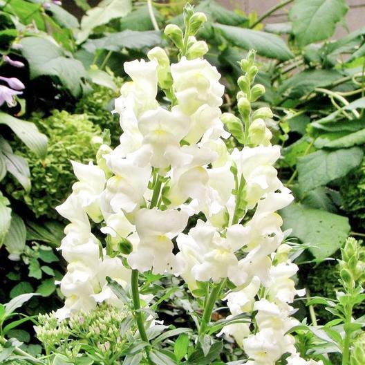 Snapdragon SNOWFLAKE Blooms Spring-Fall White up to 36″ Non-GMO 100 Seeds