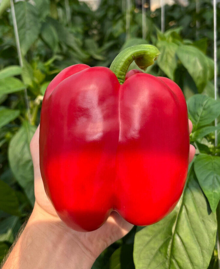 75 Gigantic Chinese Bell Pepper – HUGE 5-6 Inch 1/2LB Very Sweet Heirloom Pepper