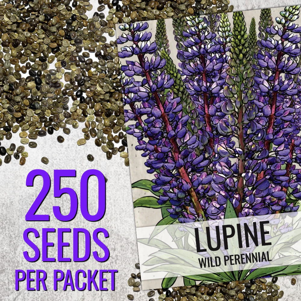 Wild Perennial Lupine Seeds For Planting (Lupinus perennis)