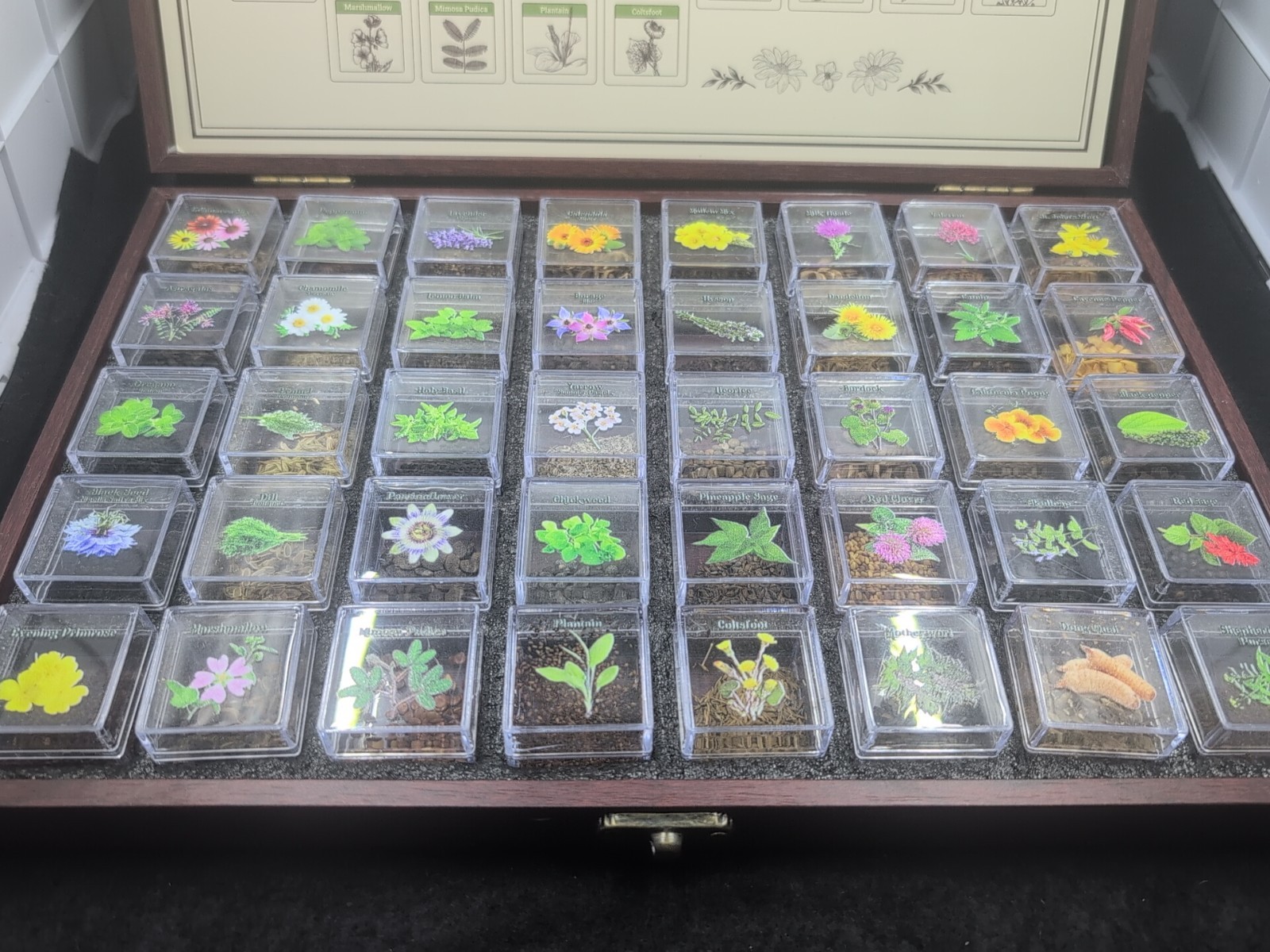 Medicinal Herb Seed Chest 36 000+ Non GMO Survival Kit Lush&Dew Ancestral Gifts