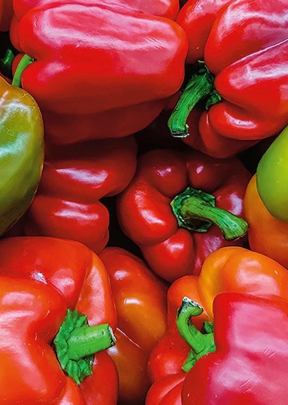 Keystone Giant Sweet Bell Pepper – FRESH Seeds – Organic Non-GMO, USA Seller