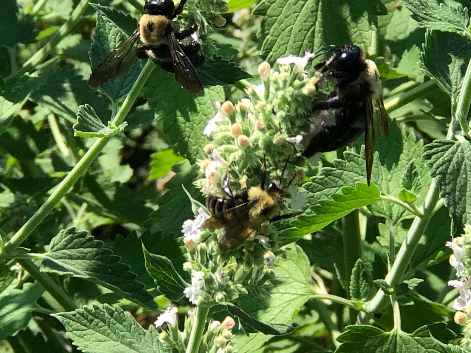 Fresh 2023 Fully Organic Catnip*Nepeta Cataria SEEDS~Perennial Herb *Heirloom