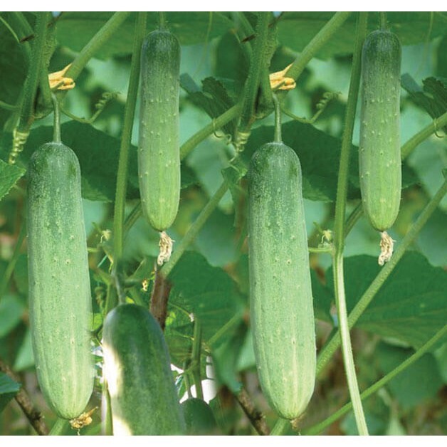 Dua Leo Vietnam/ Cucumber 90 Seeds F1 Hybrid Crunchy Sai Trái Dễ Trồng Dưa leo