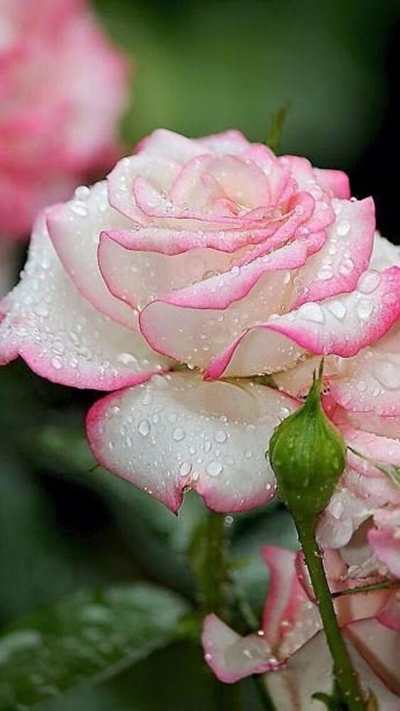 30+ Seeds|White Pink Hybrid Tea Flower Perennial Rose Seeds #1051